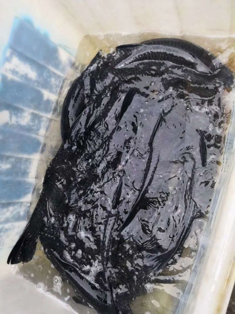 黑鲩