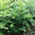 红豆彬红豆彬盆景，南方红豆彬