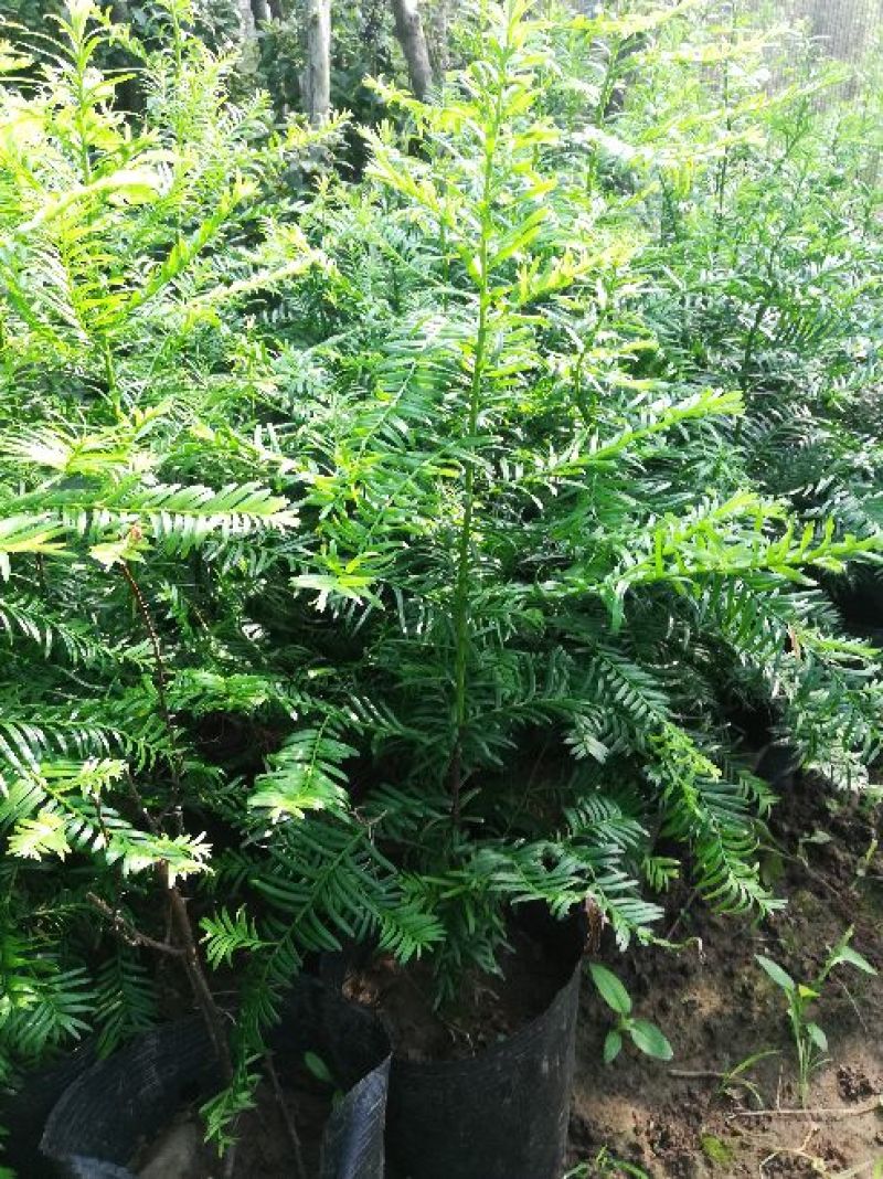 红豆彬红豆彬盆景，南方红豆彬