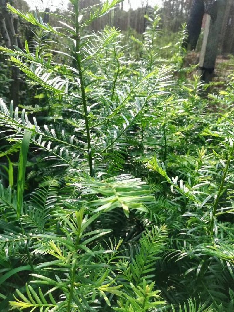 红豆彬红豆彬盆景，南方红豆彬