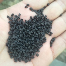 葱籽通货水洗货，药厂专用，干净无杂