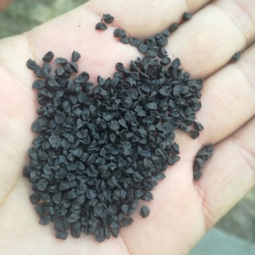 葱籽通货水洗货，药厂专用，干净无杂