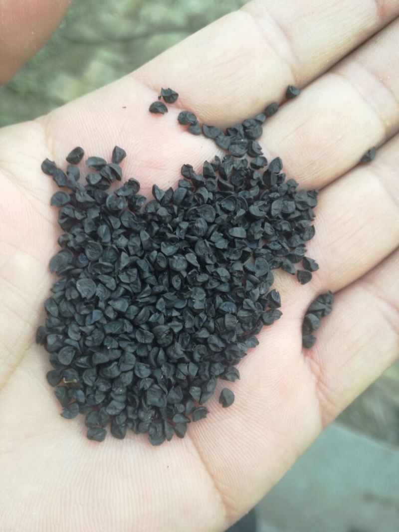 葱籽通货水洗货，药厂专用，干净无杂