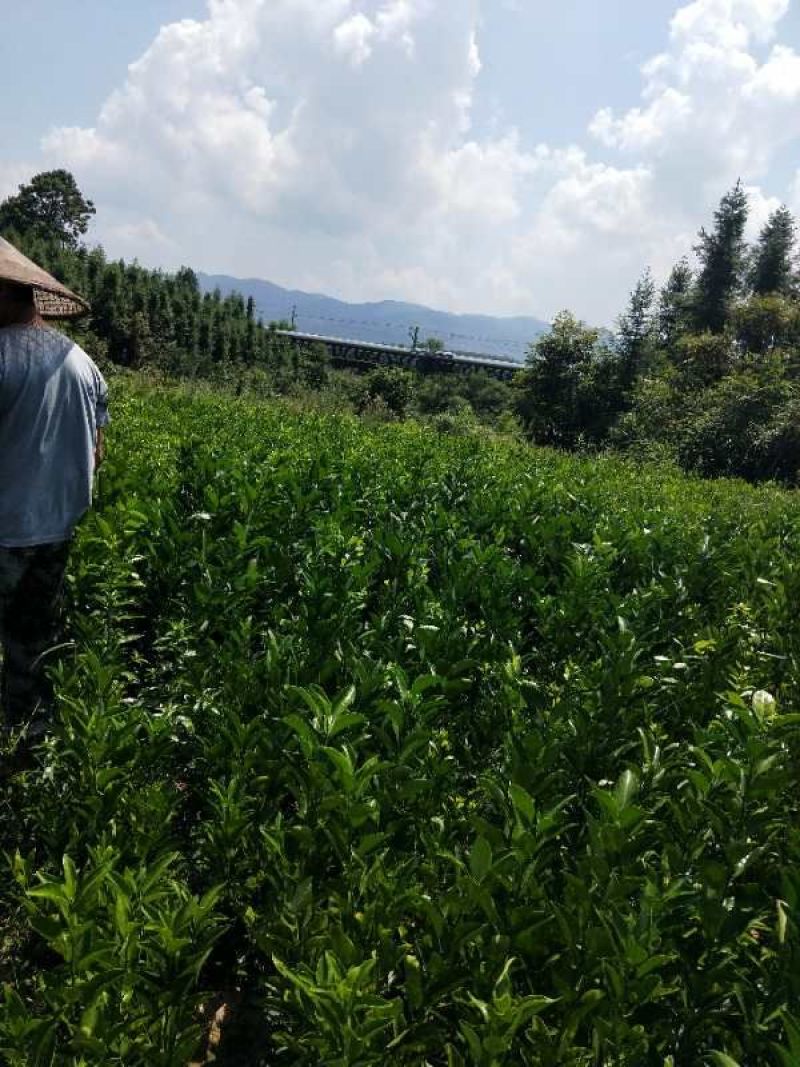 【有好货】优质嫁接的青柑橘苗品种纯真假一赔十