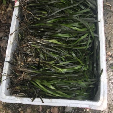 苦草