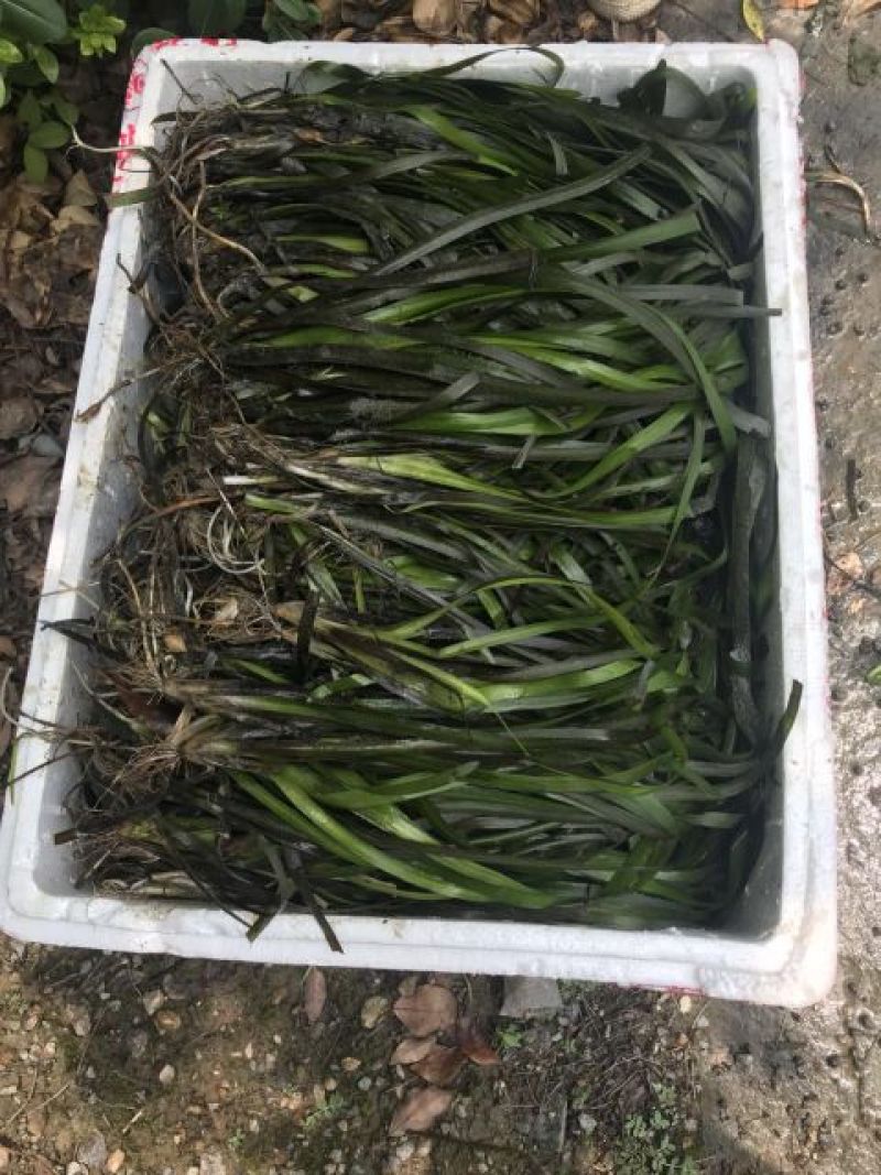 苦草