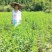 苗圃现挖冬桃苗假一赔十成活率高免费指导技术