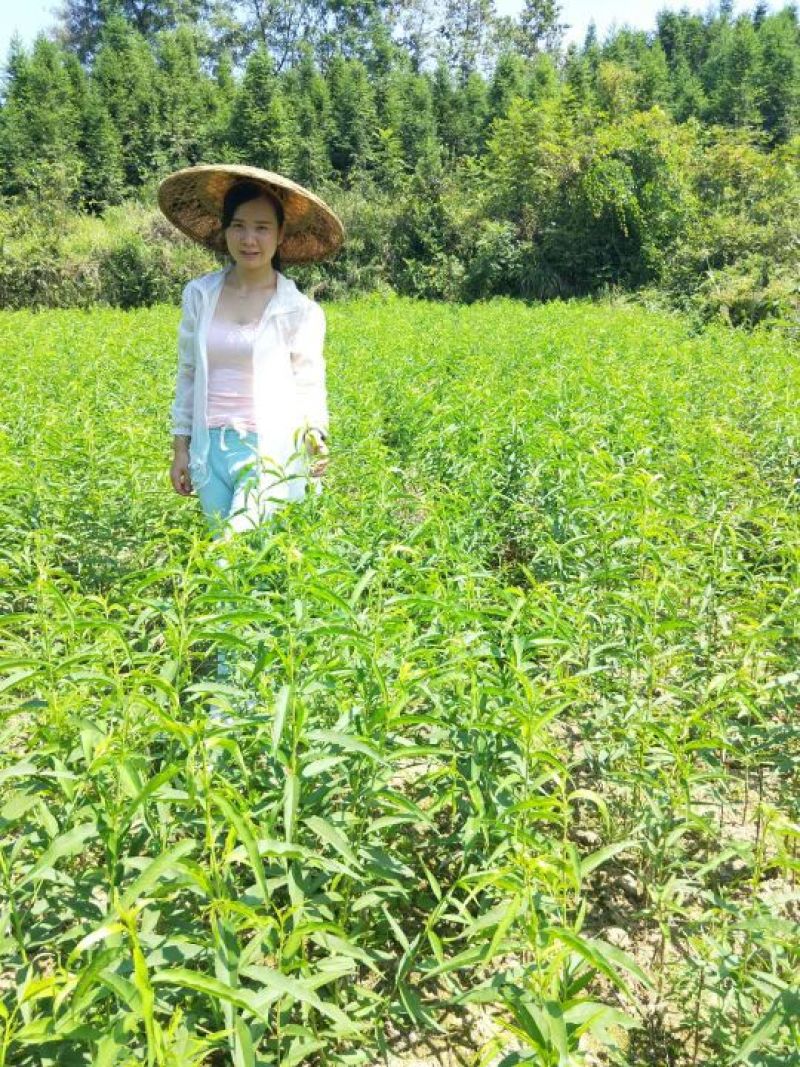 苗圃现挖冬桃苗假一赔十成活率高免费指导技术