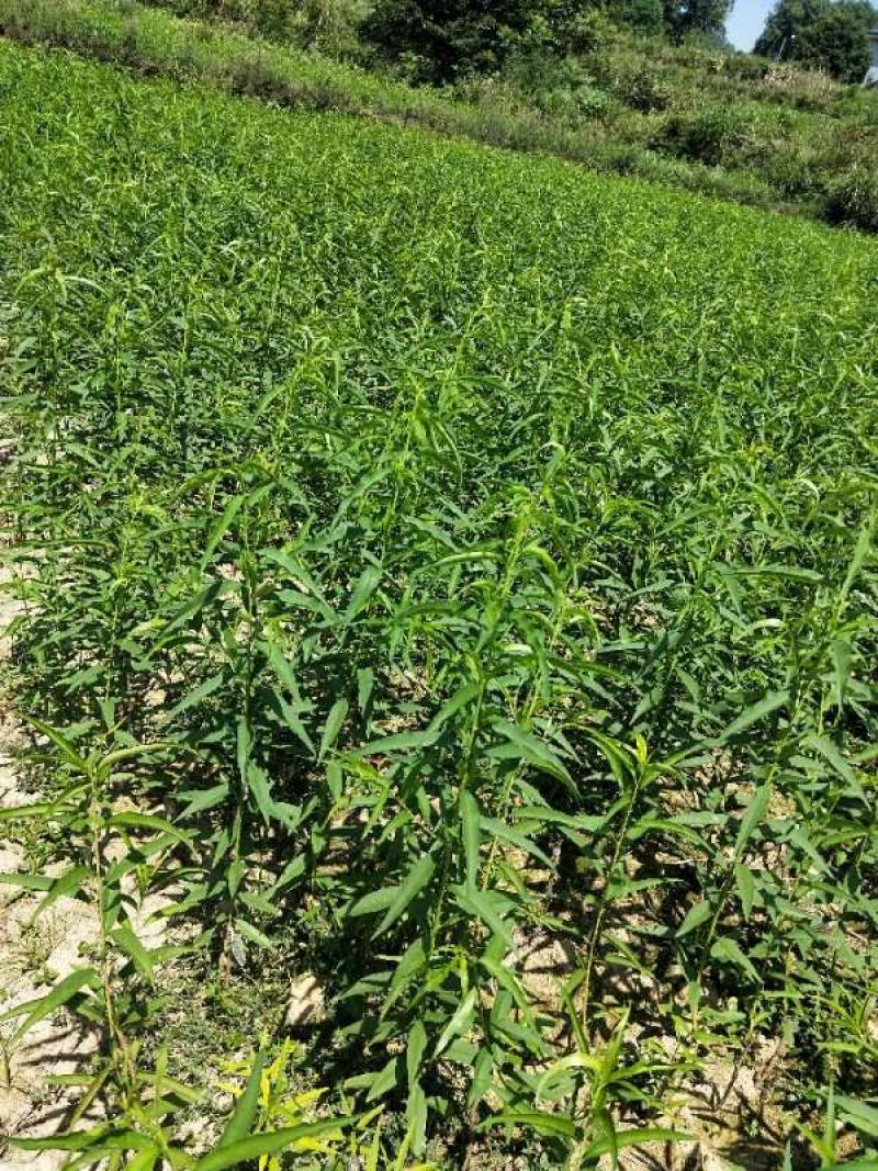苗圃现挖冬桃苗假一赔十成活率高免费指导技术