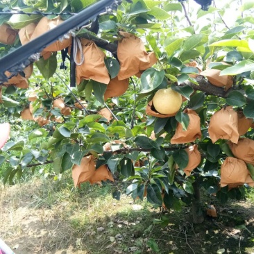 黄金梨