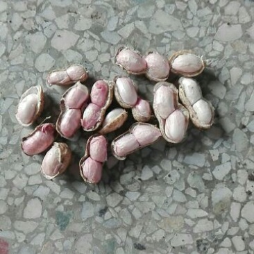 小白沙鲜果，口感好吃，品质好，含水份少，质量更好