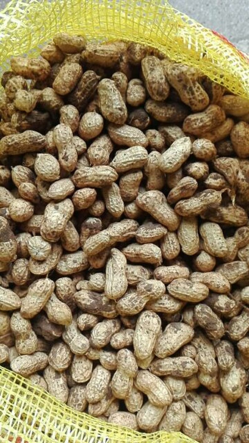 小白沙鲜果，口感好吃，品质好，含水份少，质量更好