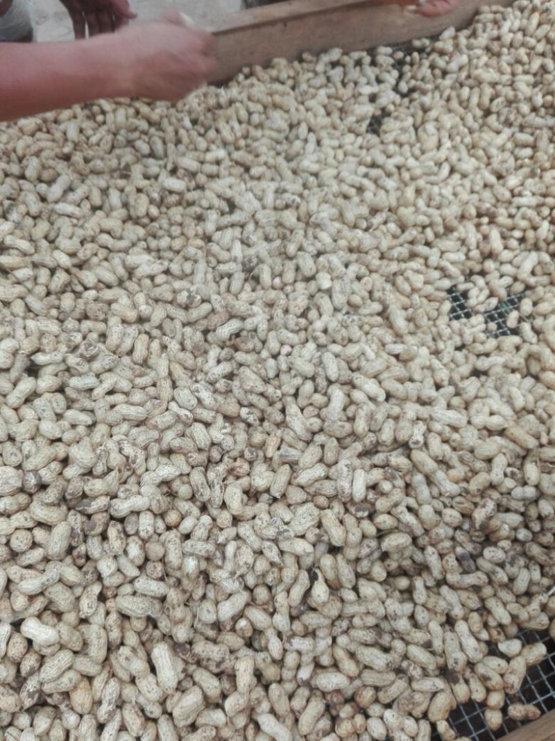 小白沙鲜果，口感好吃，品质好，含水份少，质量更好
