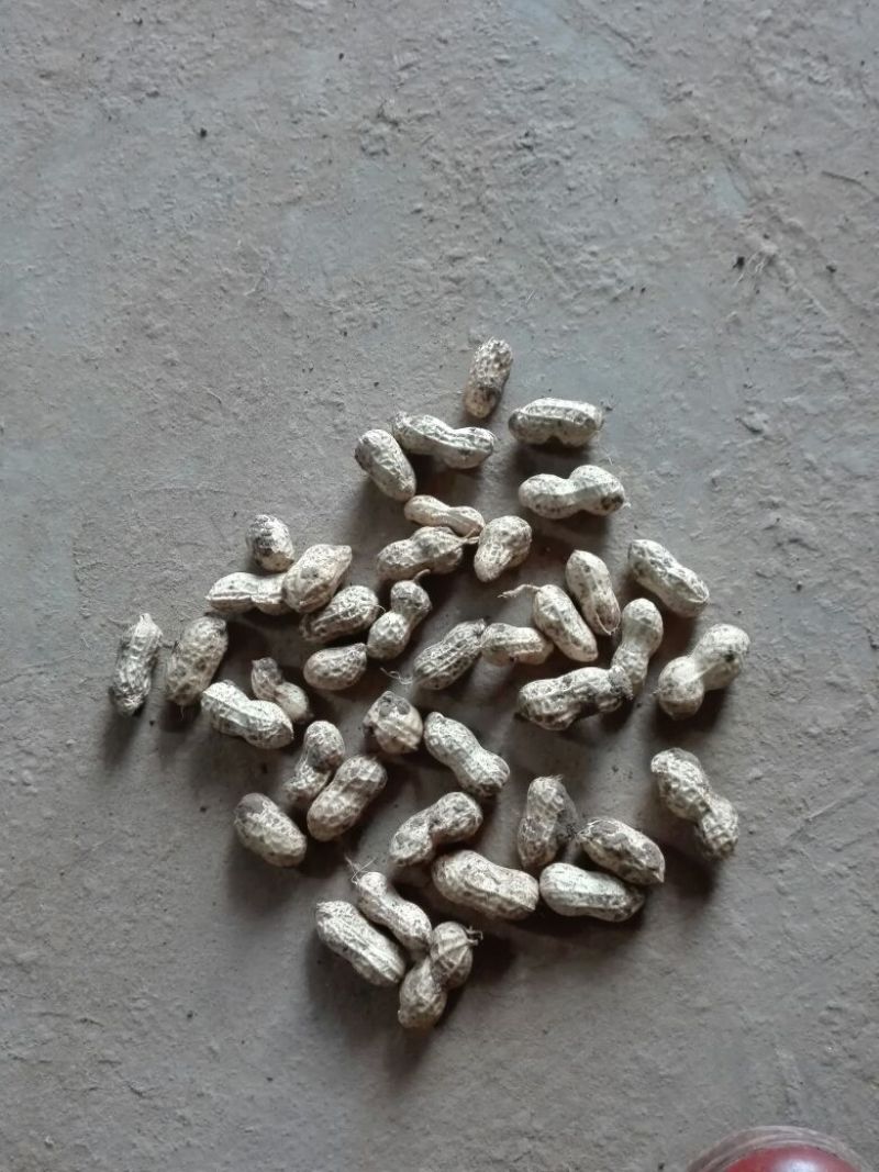 小白沙鲜果，口感好吃，品质好，含水份少，质量更好