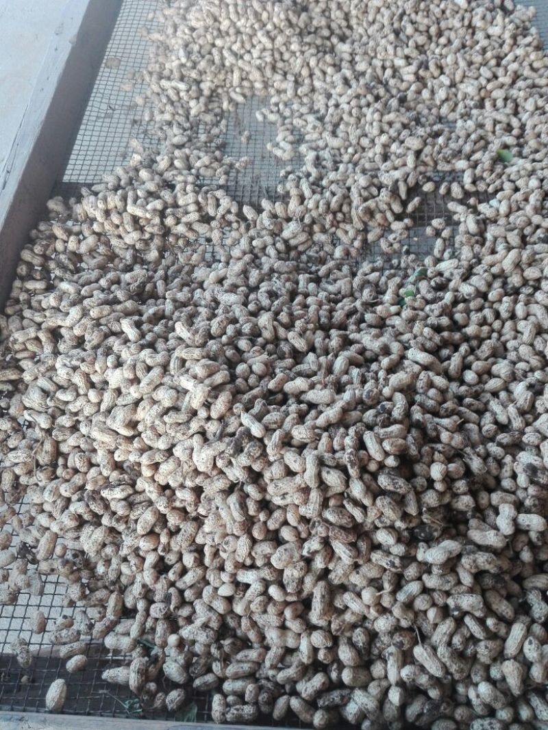 小白沙鲜果，口感好吃，品质好，含水份少，质量更好