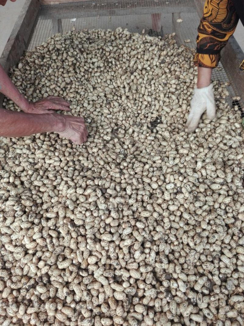 小白沙鲜果，口感好吃，品质好，含水份少，质量更好