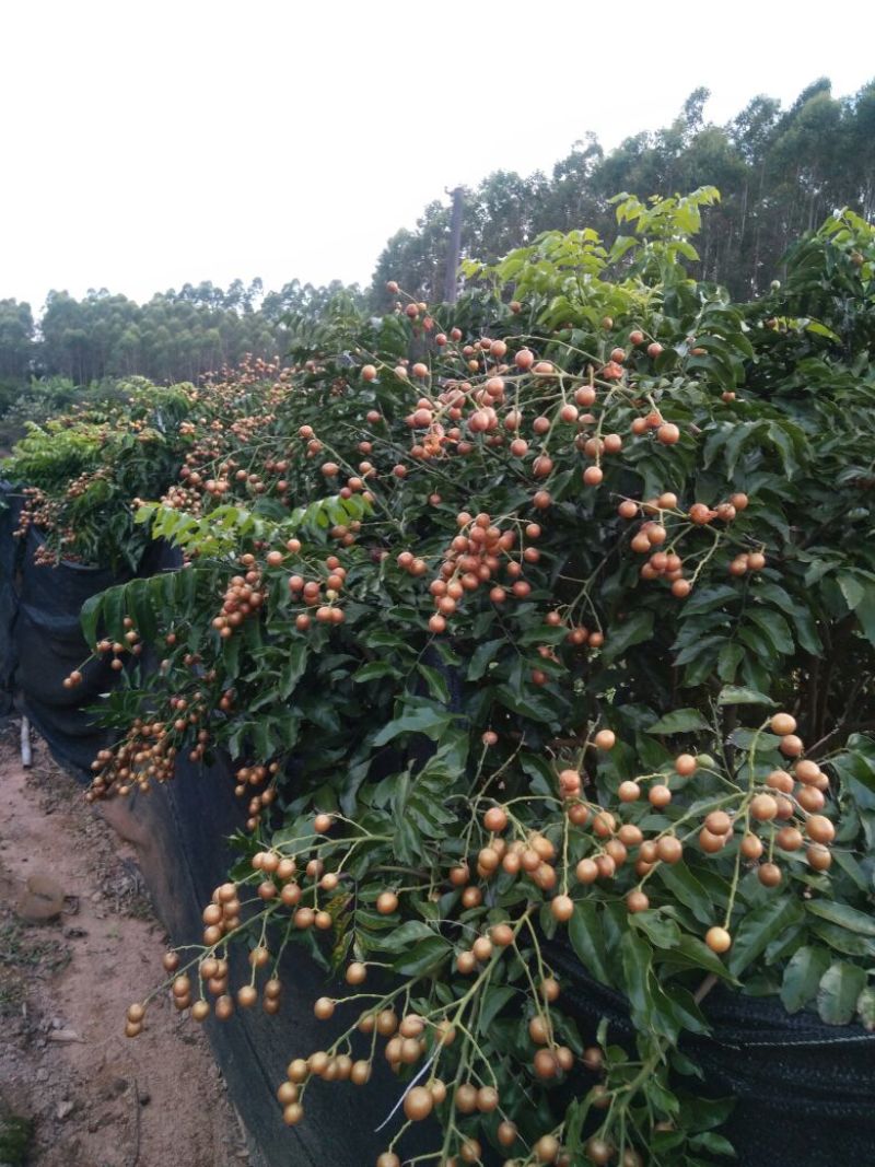 黑黄皮