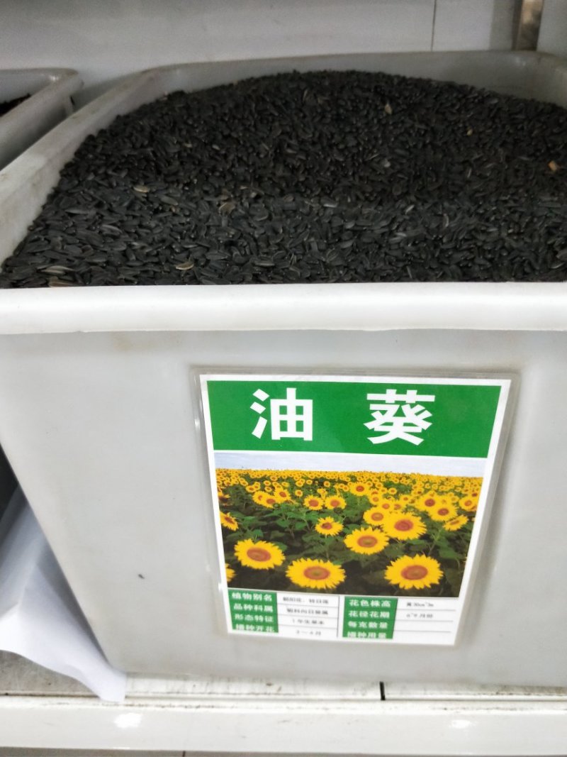 油葵种子向日葵种子发芽快产量高2－3斤/亩