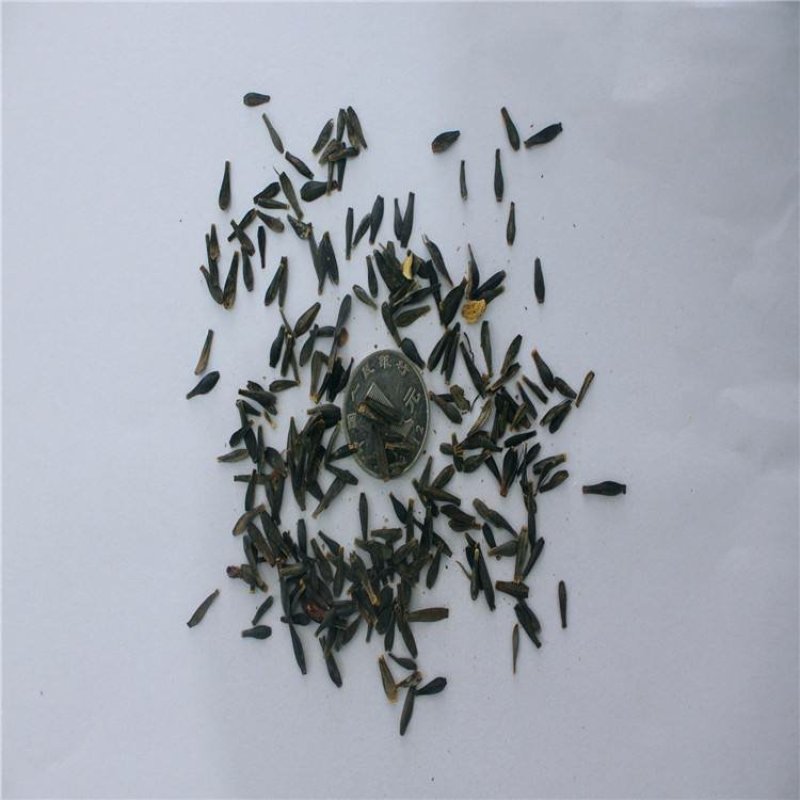 小丽花种子花卉种子发芽快6-8斤/亩