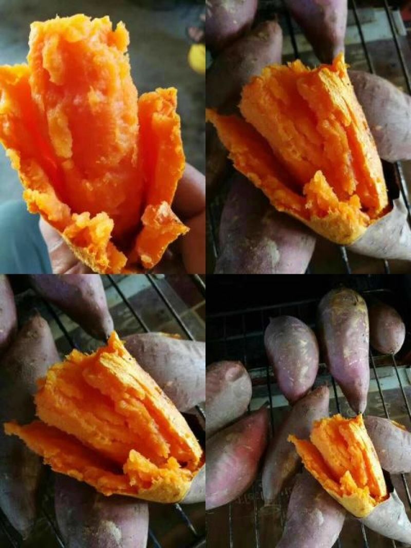 西瓜红，长条型，个头匀和，烤薯佳品，甜，糯，香，