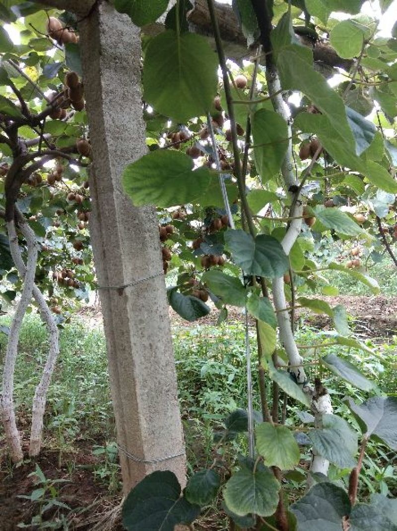 黄金奇异果