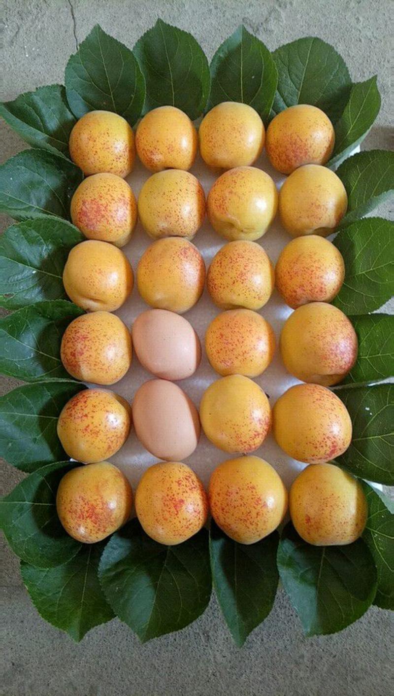 【荐】荷兰金亚香蜜杏树苗成品苗原产地直供品种纯正带土发货