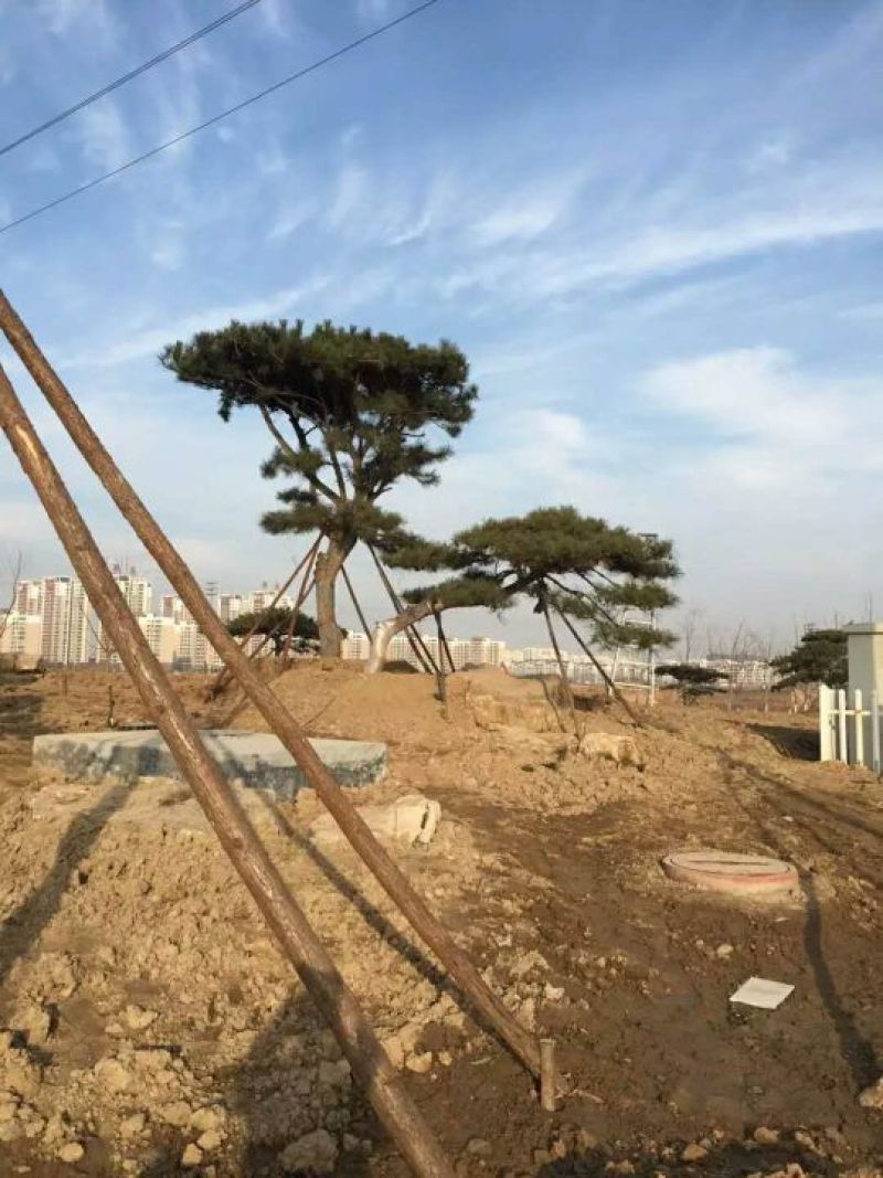 造型松树