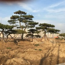 造型松树