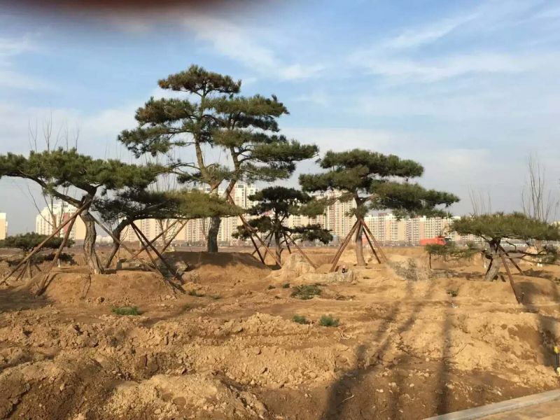 造型松树