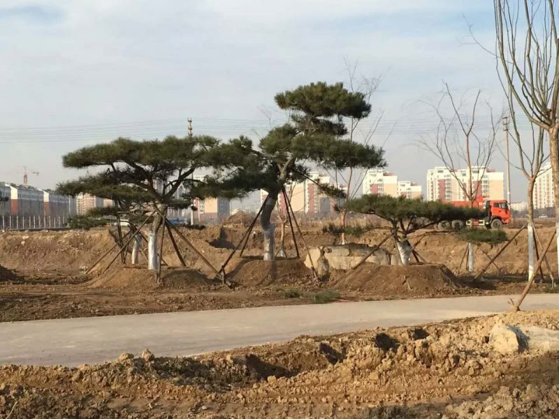 造型松树
