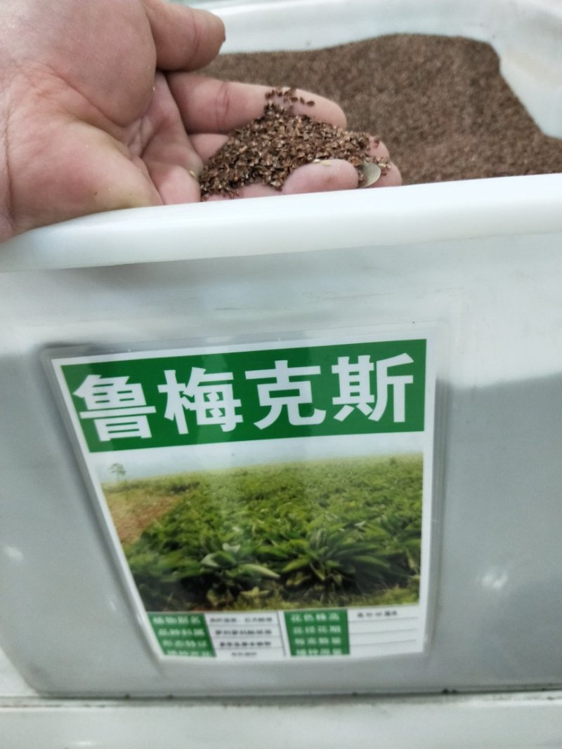 鲁梅克斯种子牧草种子牛羊马猪鸡鸭鹅都爱3-4斤/亩