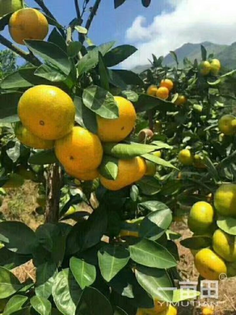 特早蜜橘大分四号产地按需采摘品质三包售前有服务售后有保障