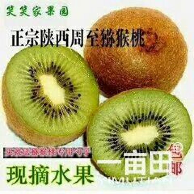 徐香猕猴桃