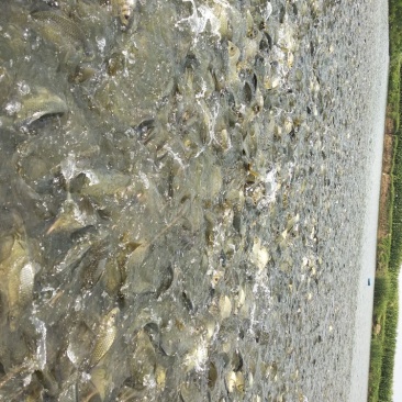 黄金鲫