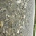 黄金鲫