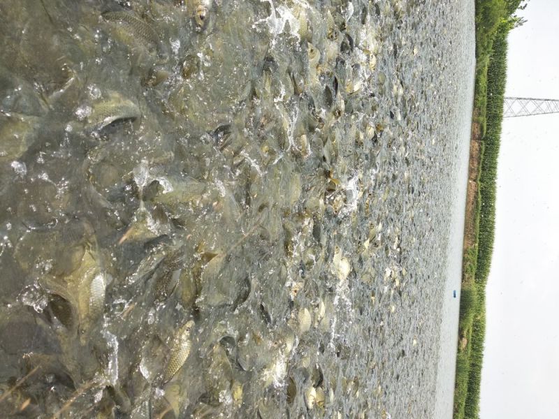 黄金鲫