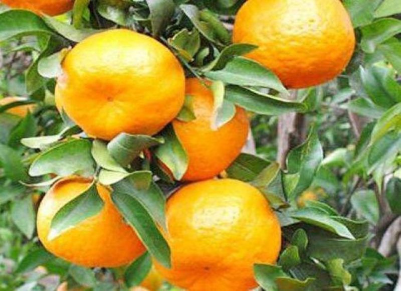 湖北高山特早大分蜜桔开园在售保质保量全国发货坏果包赔