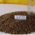沙打旺种子牧草种子家禽牲畜喜食产量高