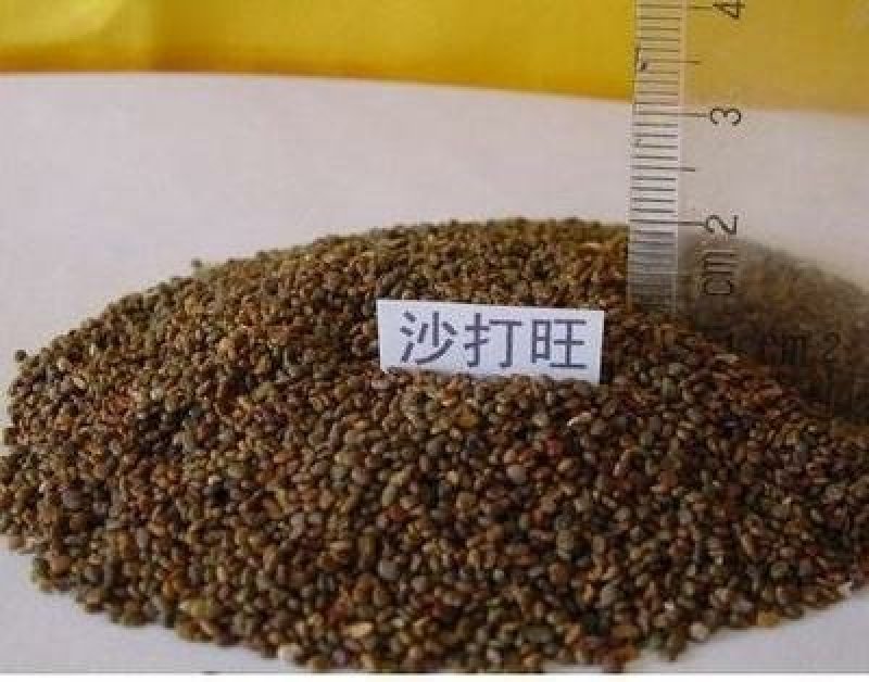 沙打旺种子牧草种子家禽牲畜喜食产量高