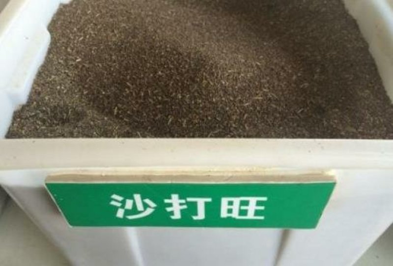 沙打旺种子牧草种子家禽牲畜喜食产量高