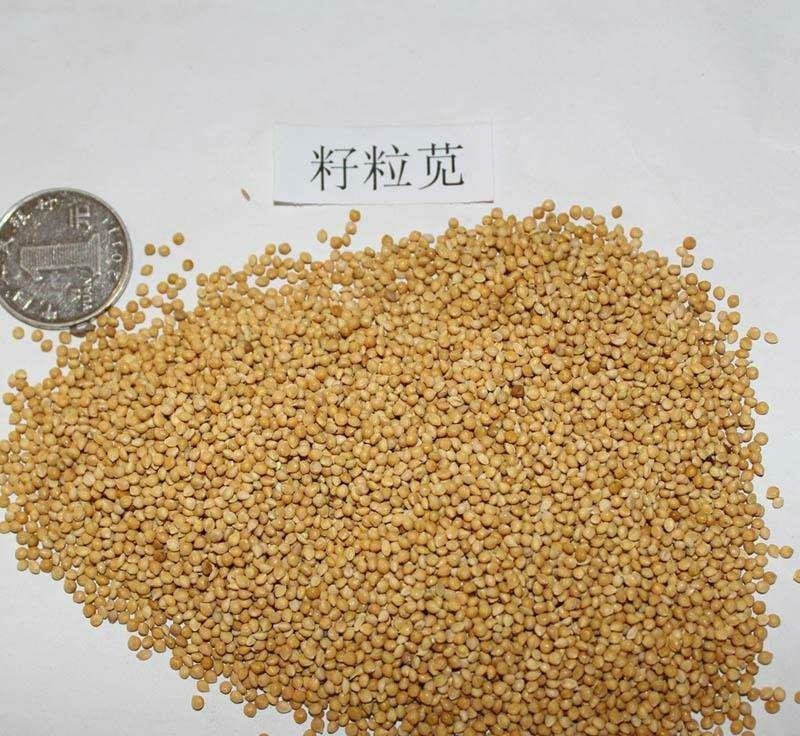 籽粒苋种子牧草种子牛羊马猪鸡鸭鹅鱼兔都喜欢