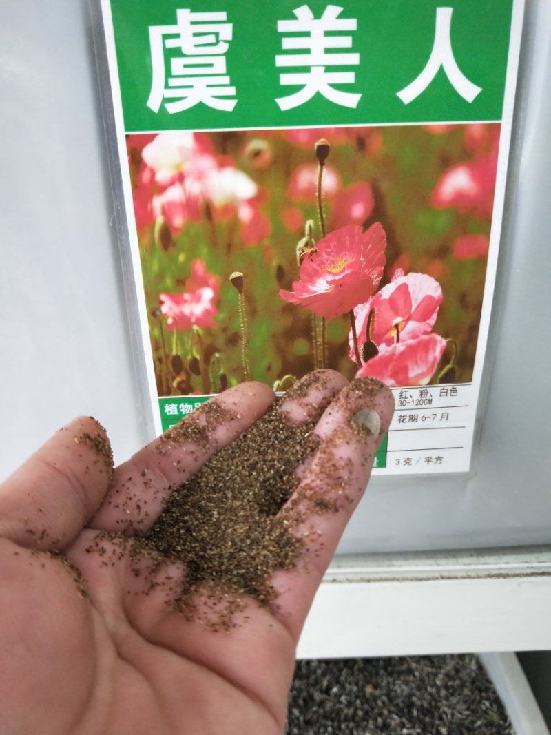 虞美人种子发芽快芽率高花期长8斤/亩