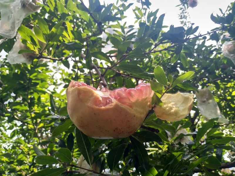 云南高原蒙自甜石榴