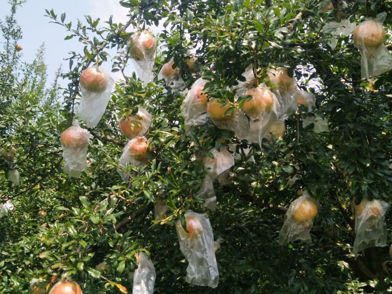 云南高原蒙自甜石榴