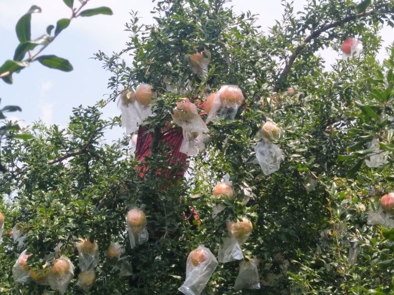 云南高原蒙自甜石榴