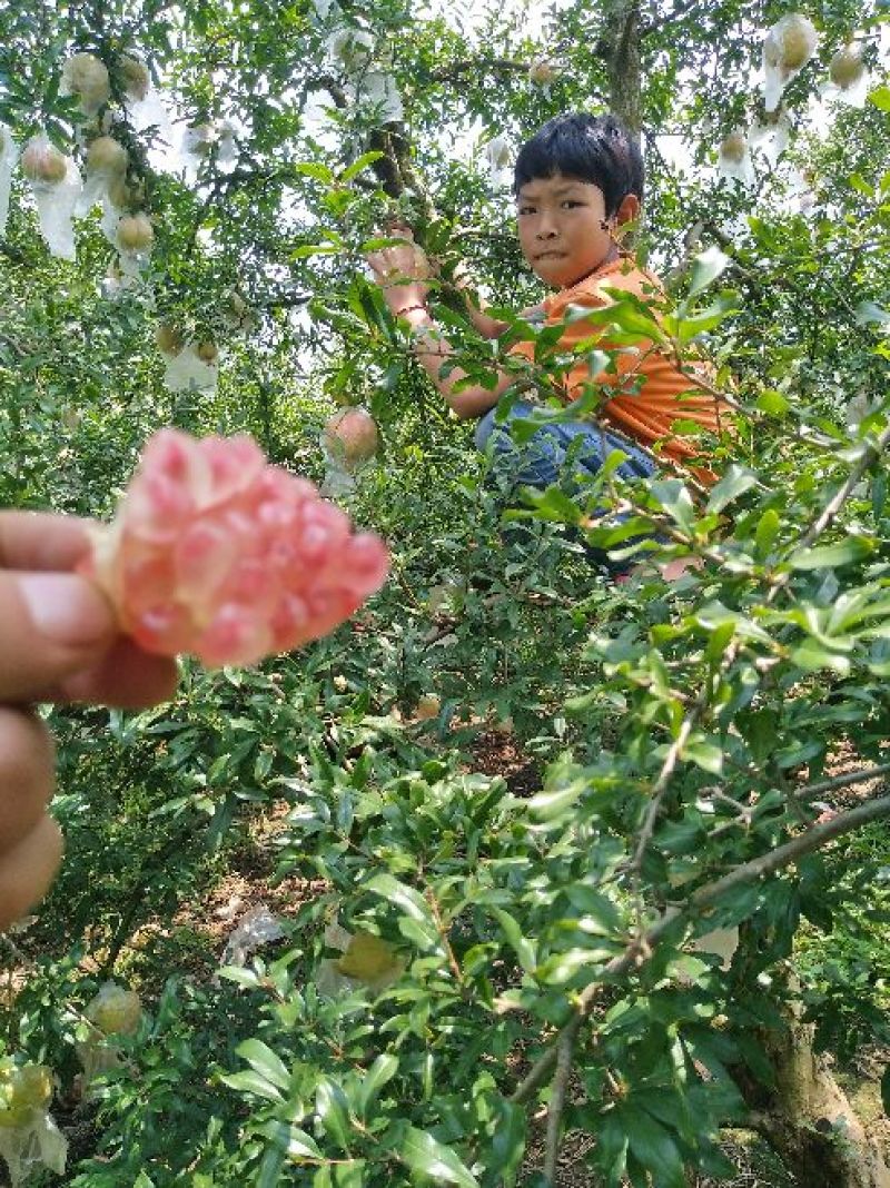 云南高原蒙自甜石榴