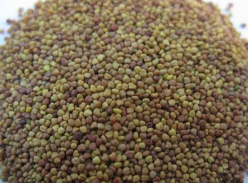 白三叶种子净籽发芽快包发芽18－20斤/亩
