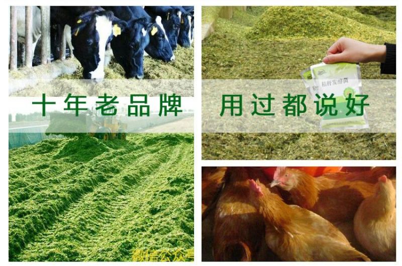玉米秸秆发酵剂快速储存玉米秸秆养牛做饲料防止霉变