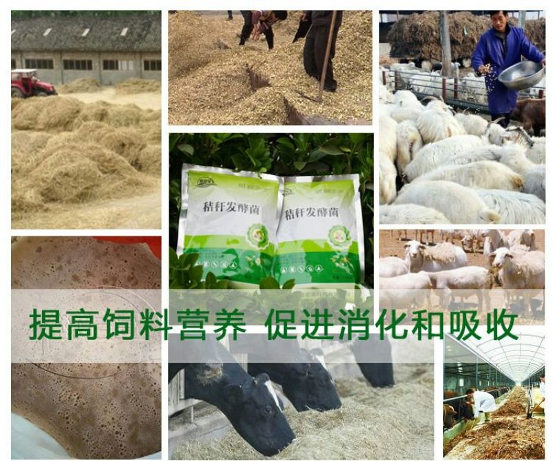 玉米秸秆发酵剂快速储存玉米秸秆养牛做饲料防止霉变