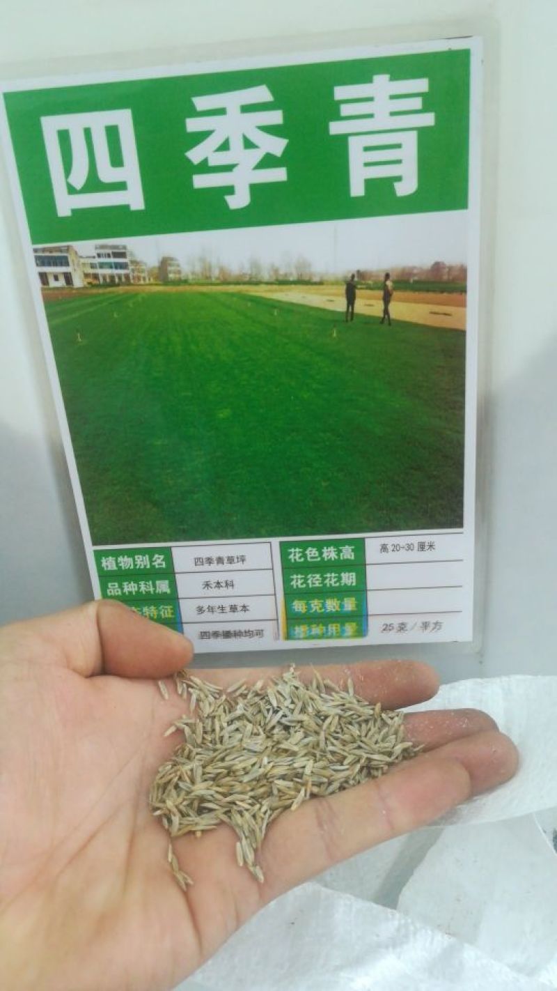 草坪种子草籽四季常青庭院绿化护坡固土马尼拉草皮狗牙根黑麦